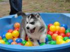 Traumhaft schöne Husky - Welpen